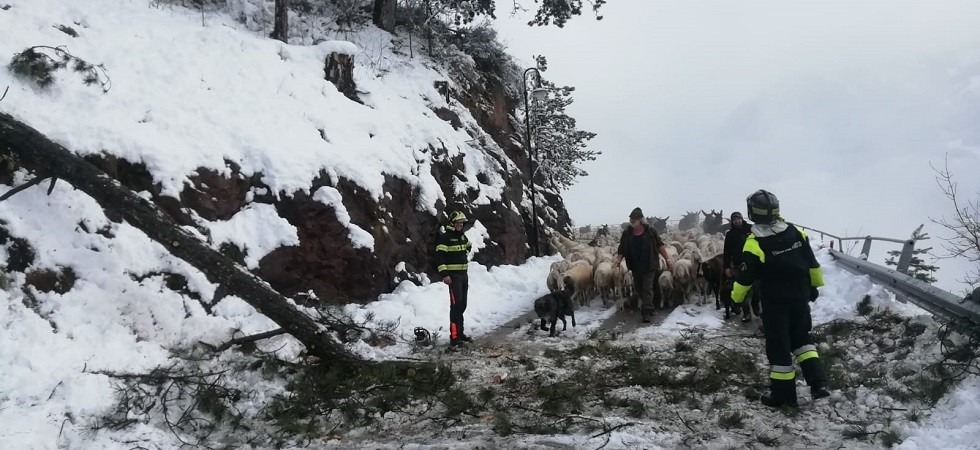 Neve e alberi schiantati in strada, il gregge è bloccato e intervengono i vigili del fuoco