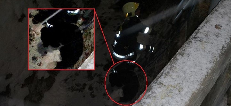 Il cane scivola nel torrente gelato: i vigili del fuoco si calano con la scala per salvarlo