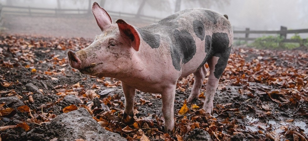 Credits: Marco Parisi Ritorna Agrialp, la più importante fiera agricola alpina