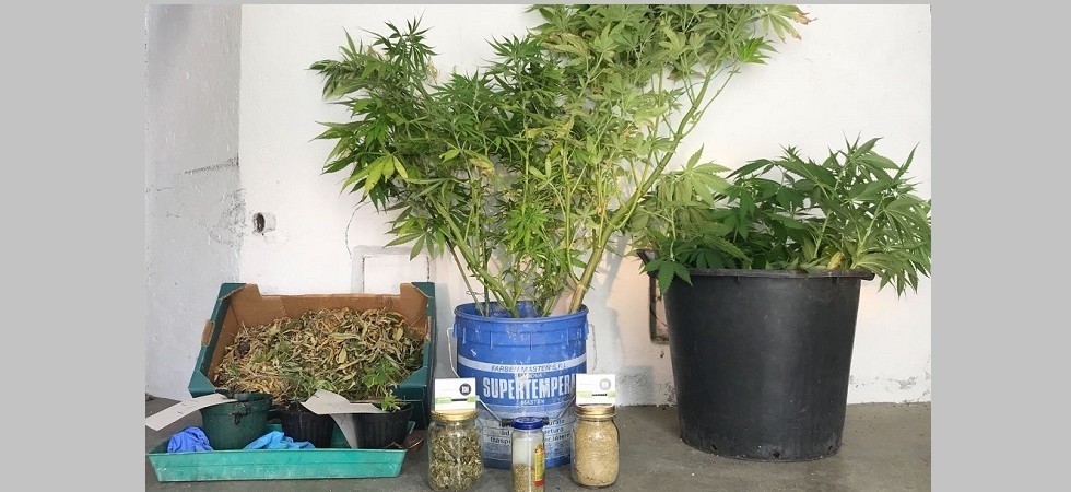Coltiva in casa 24 piante di marijuana, denunciato dai carabinieri
