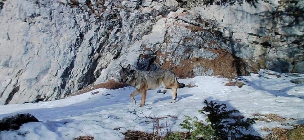 Foto: M.Papi – Archivio Servizio Foreste e fauna PAT Lupi in Trentino, il Comitato per l'ordine pubblico e la sicurezza: Esiste un pericolo per la collettività