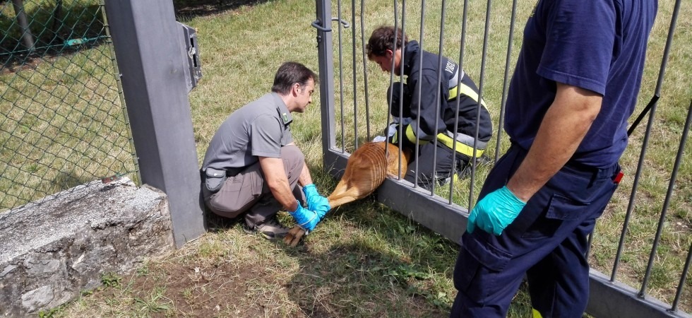 Il capriolo si incastra tra le sbarre di un cancello
