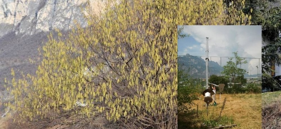Allarme allergie: boom di alcuni pollini nell'aria a causa delle temperature elevate e del vento
