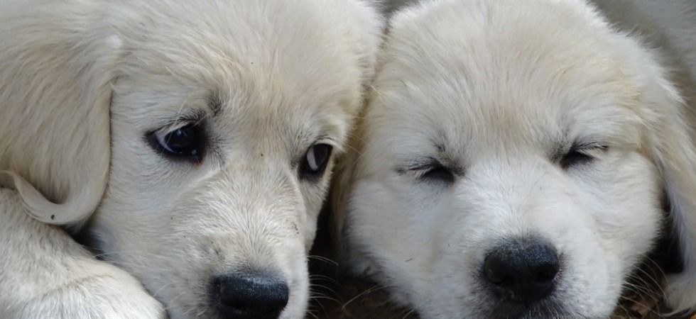 Riva del Garda, successo per l'esposizione canina