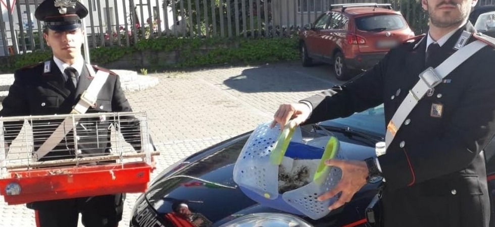 Rubano 30 nidi di tordo, i carabinieri fermano un uomo e una donna