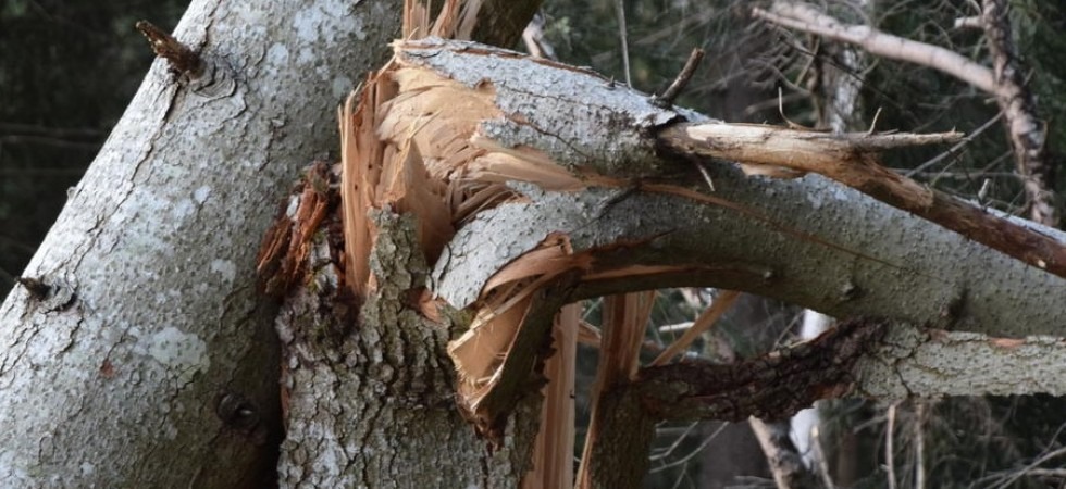 Tempesta Vaia, riaperti i termini per le domande di contributo per i danni subiti