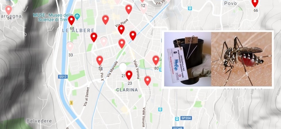 Umidità e caldo, boom di zanzare tigre a Trento: Nell'ultima settimana rilevate oltre 6500 uova su 47 ovitrappole''