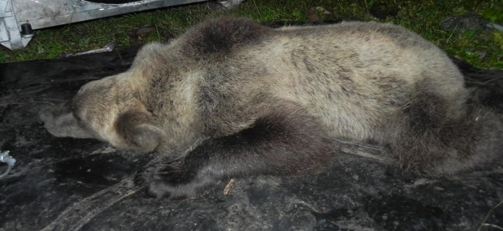 Catturata una giovane orsa in val Rendena