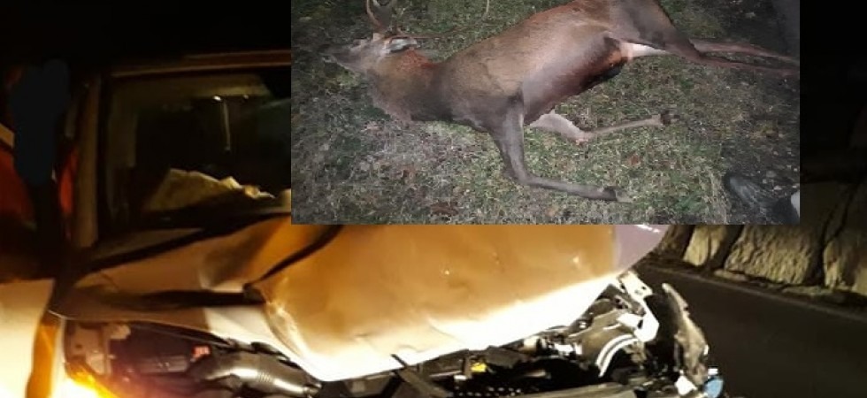 Cervo travolto da un'auto, è piombato sulla strada all'improvviso