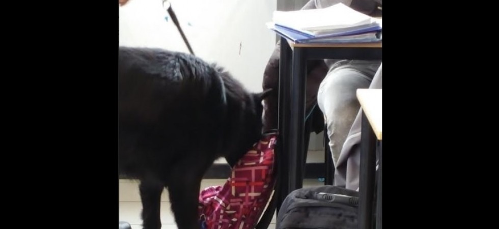 Carabinieri con le unità cinofile dentro le aule nelle scuole, controlli in Valsugana contro lo spaccio