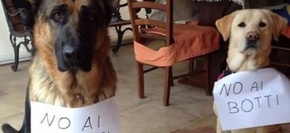 Foto da internet Botti di Capodanno, la Lav: Trento non manda segnale di civiltà e rispetto''