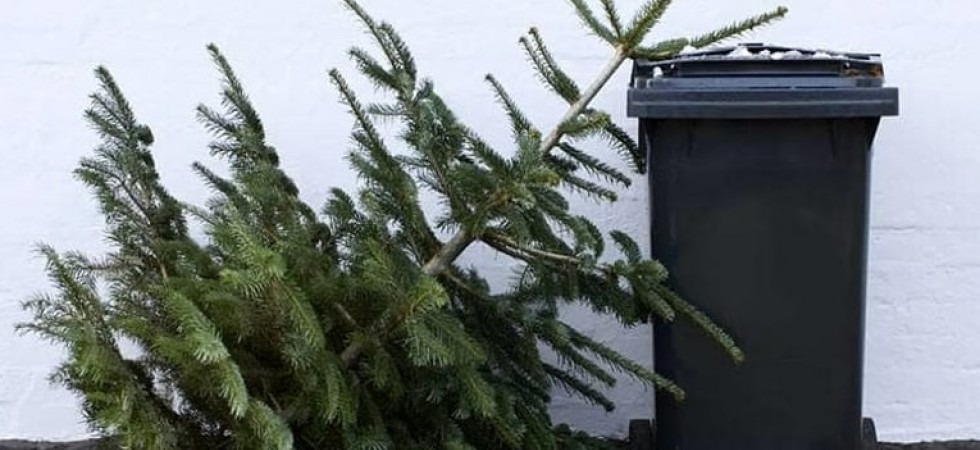 Finite le feste ecco come smaltire l'albero di Natale