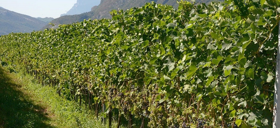 Sospensione monitoraggio fitofarmaci, Segnana: Vogliamo aumentare la valenza scientifica dei controlli''