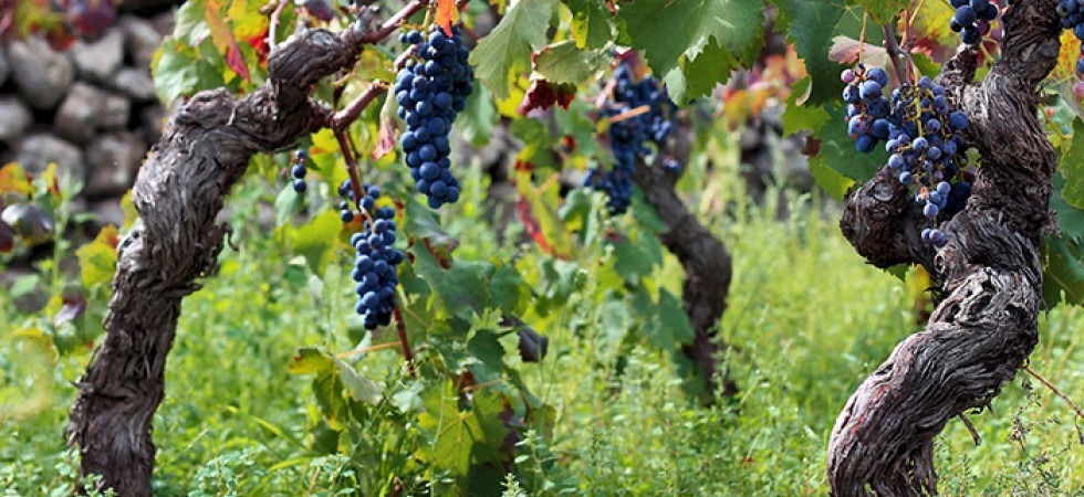 Vigneti biologici, crescono in Trentino ma ancora è lontano il livello nazionale
