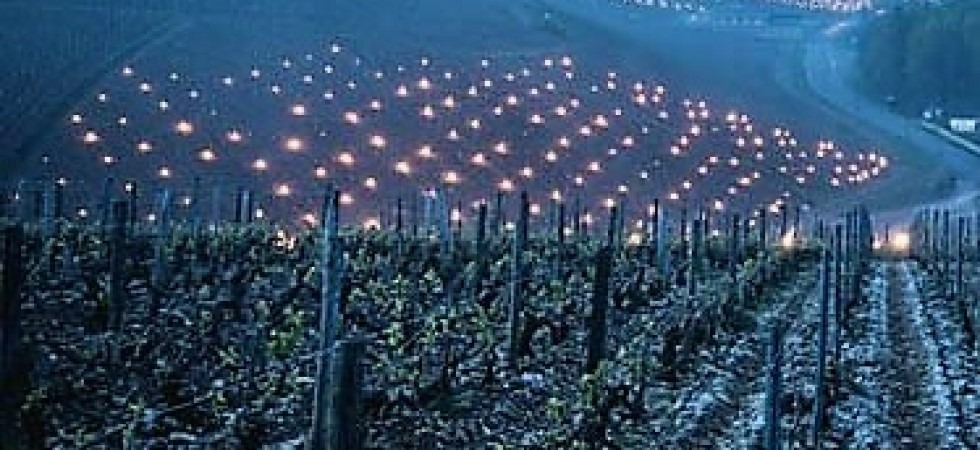 Agricoltura in ginocchio dopo le gelate, la Cgil: Non ci si può nascondere dietro una lettera