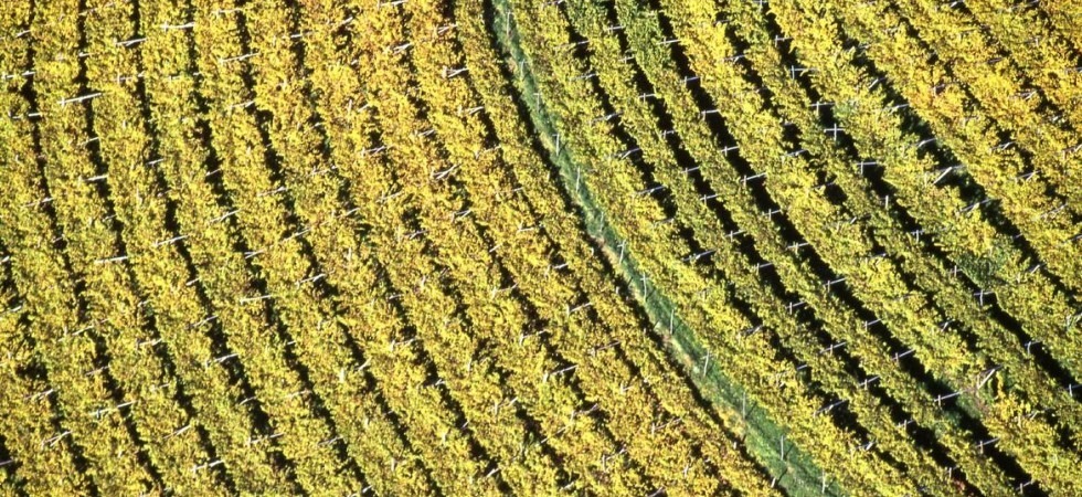 Riconversione e ristrutturazione dei vigneti, il Trentino dispone di 1,4 milioni di euro