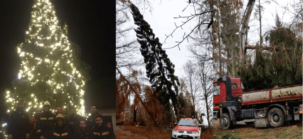 A Telve di Sopra l'albero di Natale scelto tra quelli colpiti dal maltempo: è l'abete della rinascita''