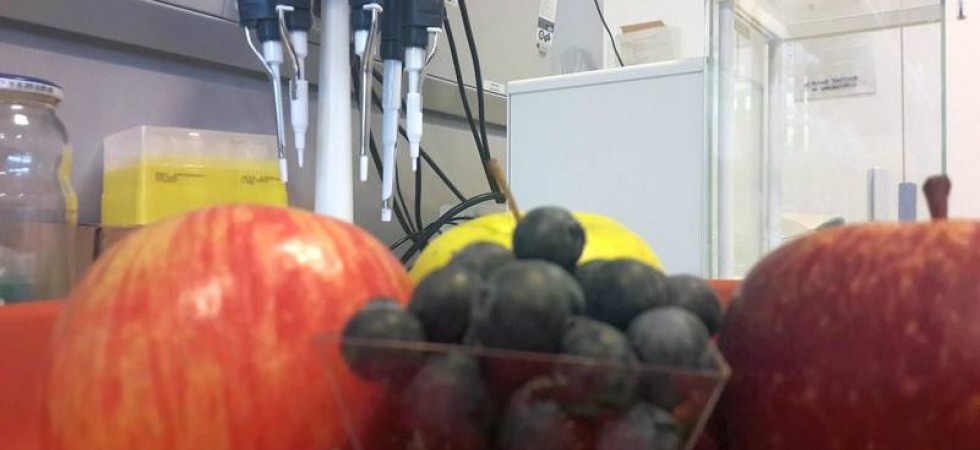 Allarme obesità e invecchiamento, i trentini con problemi di peso sono il 35%, Bolzano si ferma al 33%