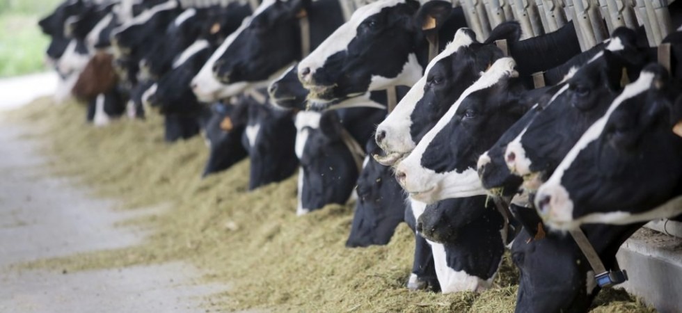 L'allarme di Dallapiccola: Gli allevatori sono preoccupati: troppe incertezze e poche risorse