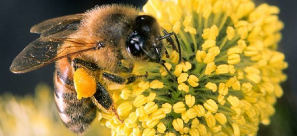 Api, ultime ore per sostenere la petizione per bloccare i pesticidi prima che l'Ue voti