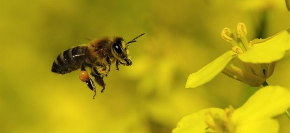 L'insetticida che uccide le api 'salvato' dalla Provincia