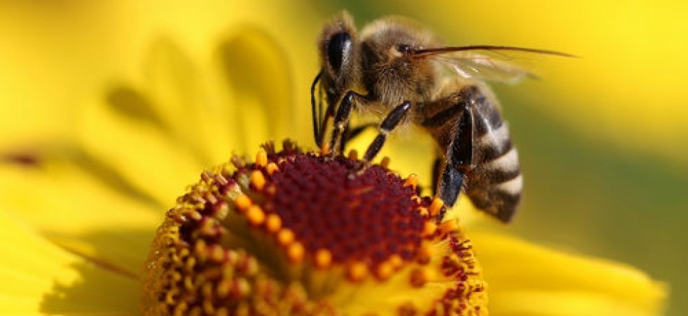 Api, la Francia mette al bando i pesticidi neonicotinoidi