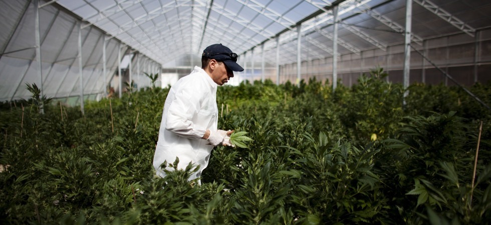 "Coltiviamo la cannabis a scopo terapeutico all'Istituto Mach"