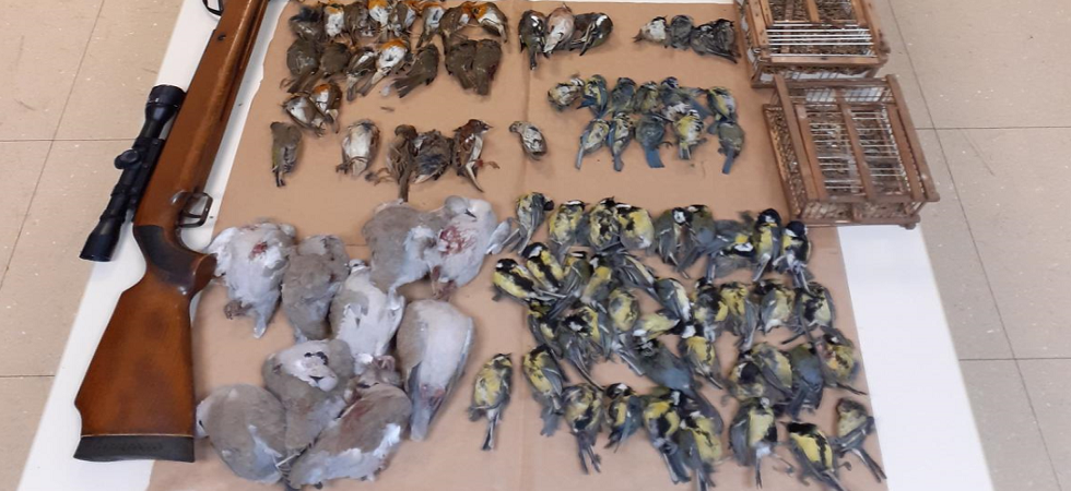 Decine di uccelli protetti catturati e uccisi