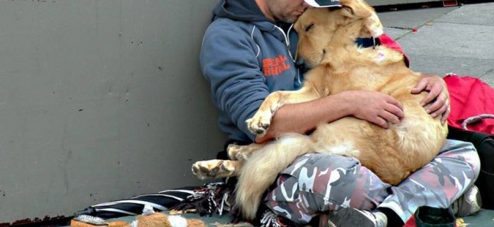 Freddo, anche i cani dei senza tetto accolti nei dormitori