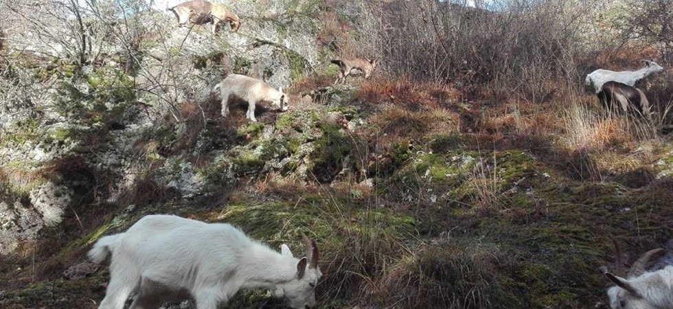 Il fieno raccolto d'estate in fiamme, la solidarietà di amici e colleghi salvano le caprette