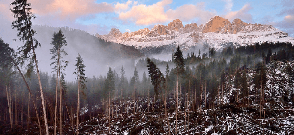 "Una foto che simboleggia la distruzione e la speranza": Ceolan premiato al contest di fotografia botanica Igpoty di Londra
