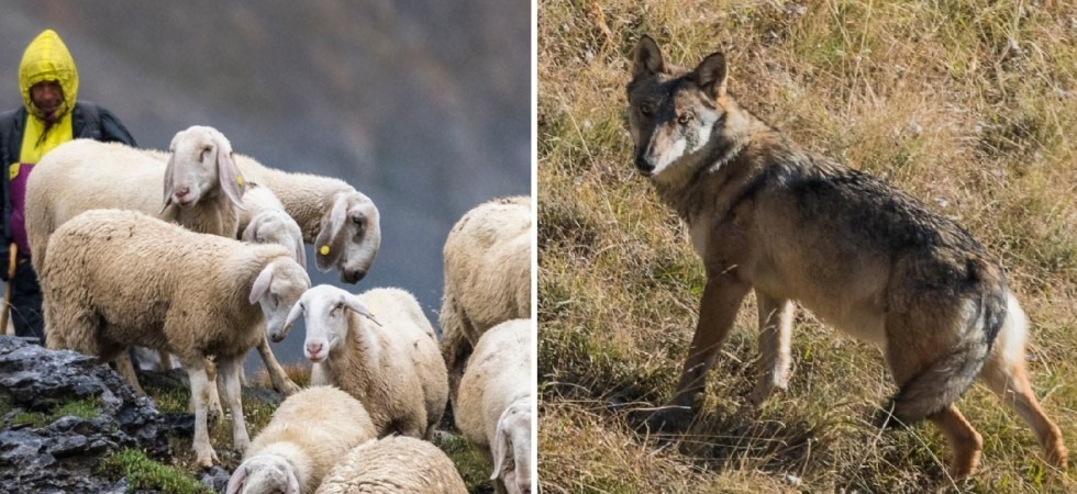 Dai 'lupi urbani' alle squadre di pronto intervento, al via il nuovo Progetto LIFE WolfAlps EU