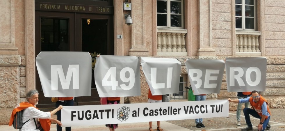 Flash mob per M49: gli animalisti a Fugatti: “Al Casteller vacci tu”