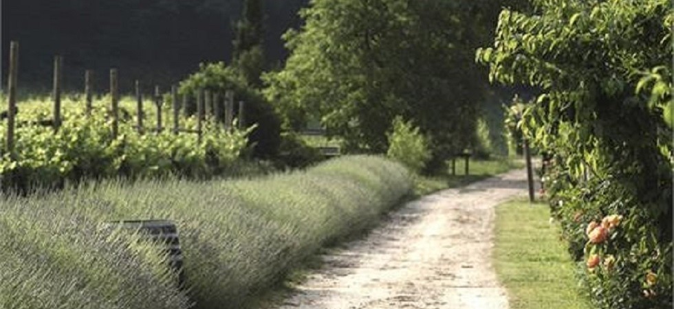 Scenari mozzafiato, natura incontaminata e vigneti dolomitici, il Trentino Alto Adige