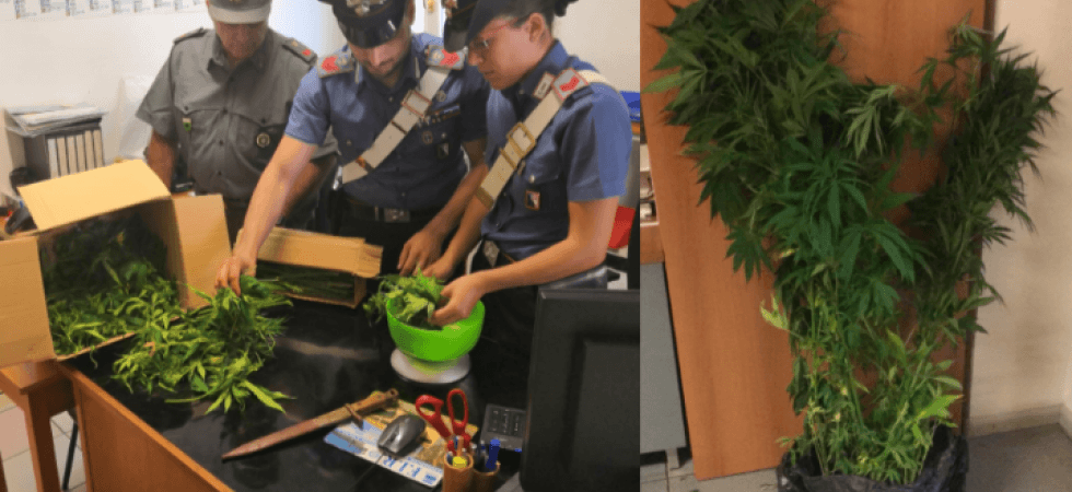 Ogni sera saliva tra i boschi per coltivare le piante di marijuana, colto in flagrante dai carabinieri