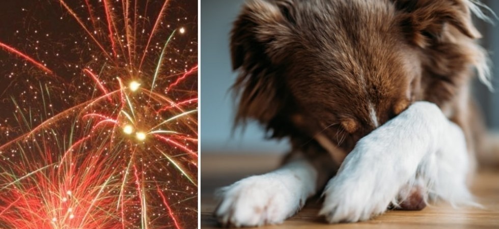 Botti di Capodanno, le aziende del settore pirotecnico contro i divieti
