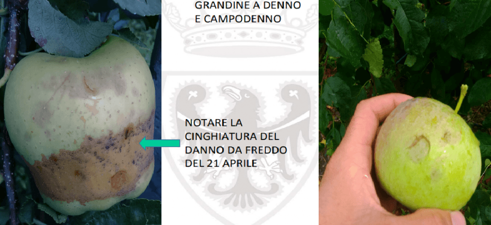 Disastro agricoltura: 7,5 milioni di euro "straordinari" dalla Provincia per sostenere il settore dopo gelate e grandinate