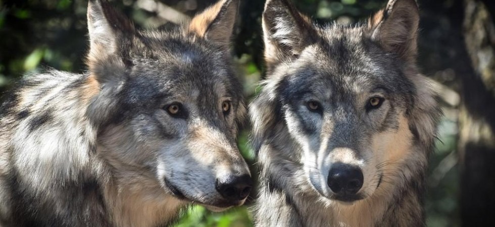 Lupi, il Wwf lancia la campagna per adottarli e Futura attacca Fugatti: Nessuna idea e crea solo allarmismo''