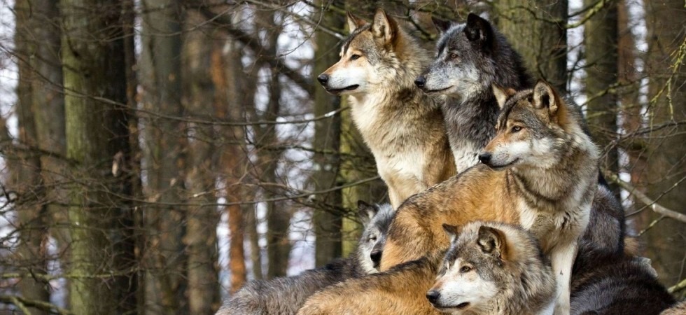 Lupi, il Trentino esempio europeo di gestione