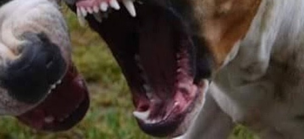 Pitbull sbranano il piccolo Ciuffo, ora i proprietari a processo