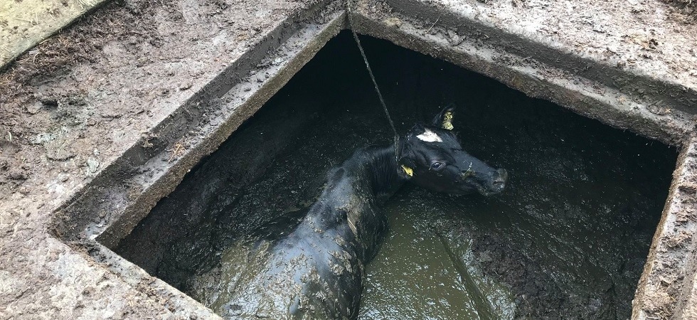 Una mucca cade nel pozzetto della rete fognaria, i vigili del fuoco la salvano con l'autogrù