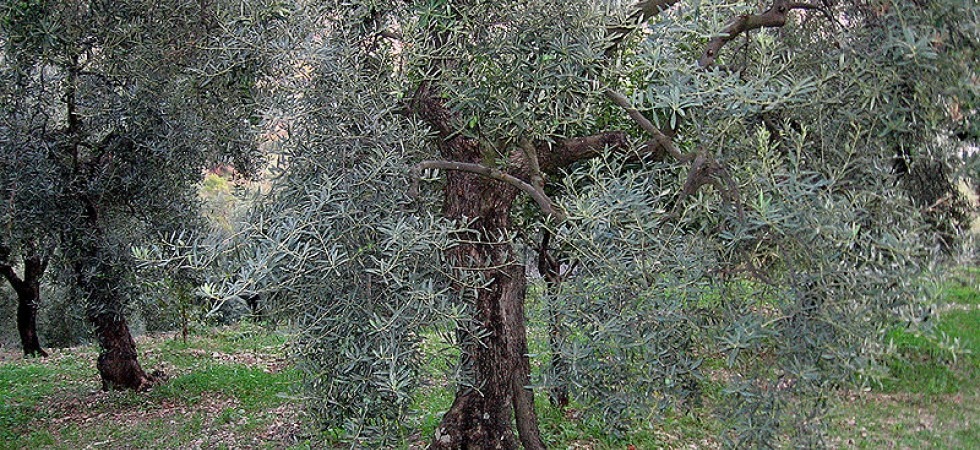 Foto Pciarl tratta da Wikipedia Sale sull'olivo per potare i rami, ma precipita a terra: un uomo ferito sul lavoro