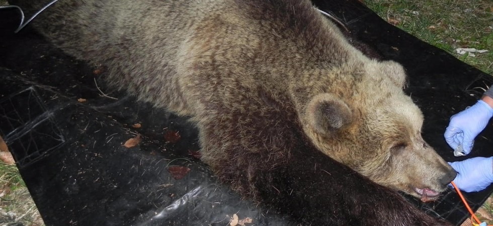 E' stata catturata e radiocollarata un'orsa di 110 kg in val Algone