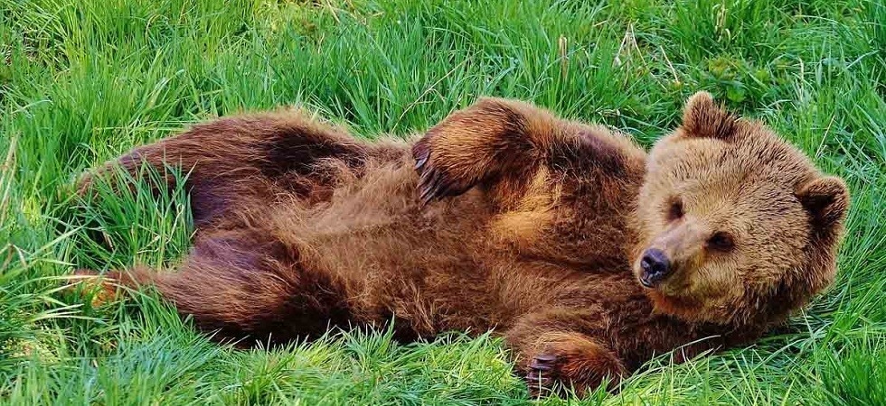Gli orsi delle Giudicarie si nutrono di sola carne, Dallapiccola: Comportamento anomalo''