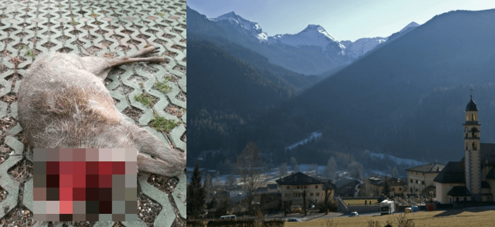 Predazione di un capriolo vicino alle case