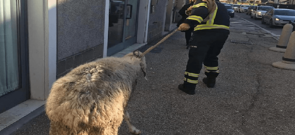La pecora fuori dal gregge si avventura sulla strada