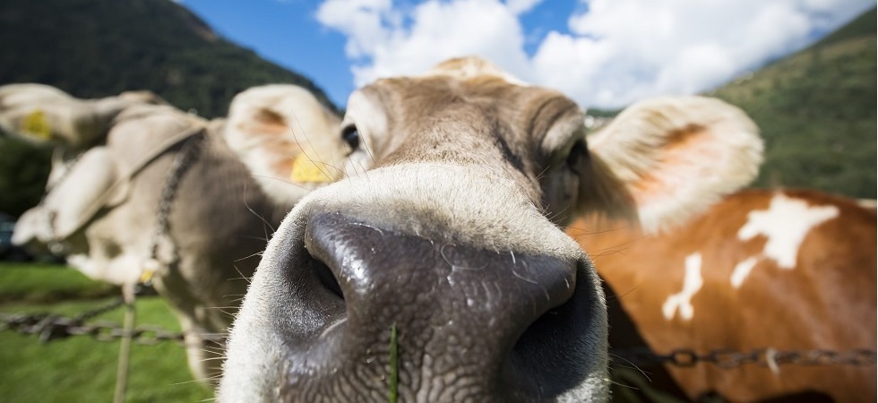 Foto di Mauro Mariotti Oltre 30 appuntamenti in 7 giorni tra feste, tradizioni e Palio delle frazioni, il Festival dell'agricoltura al via