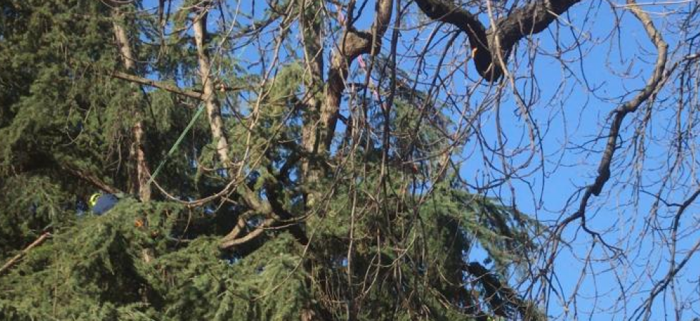 Verde cittadino, al via l'abbattimento di 33 alberi