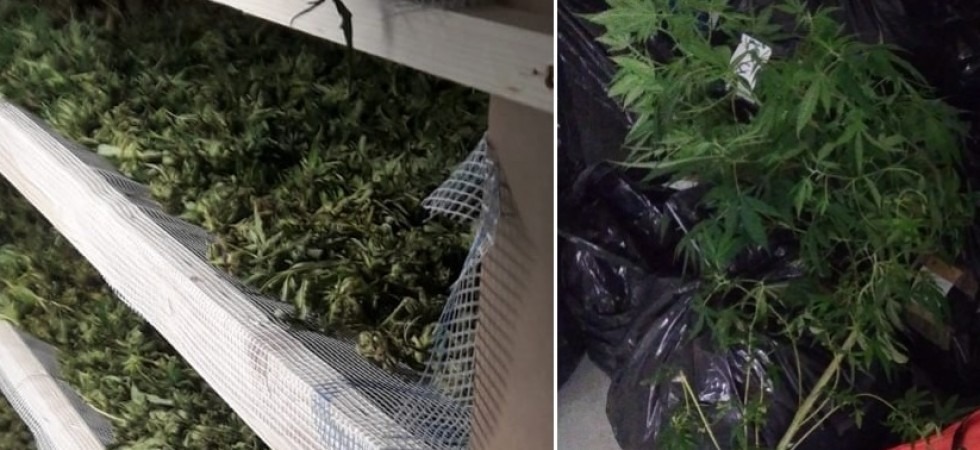 Si ritrova disoccupato e decide di coltivare una piantagione di marijuana, 47enne condannato