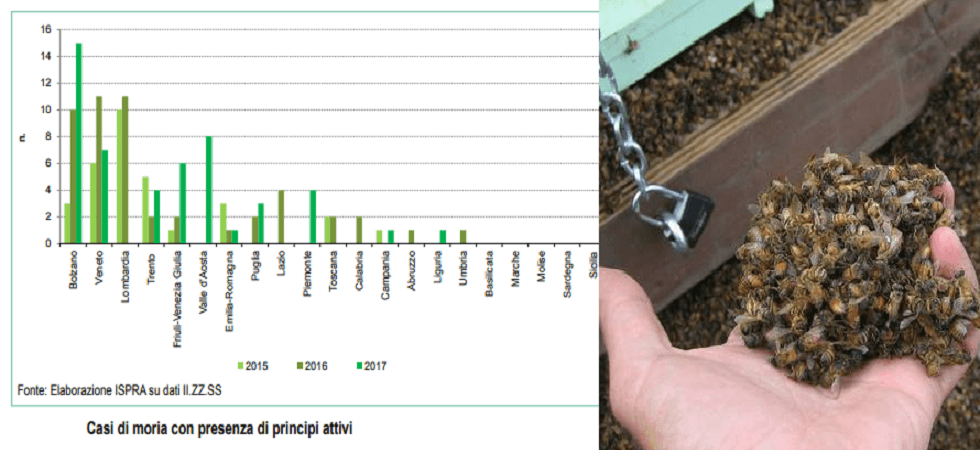 Moria di api per colpa dei pesticidi, il record va a Bolzano